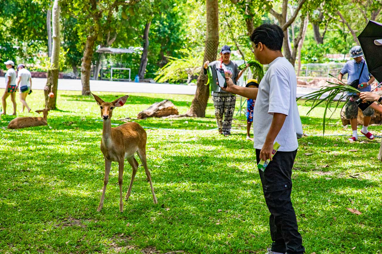 芭達雅野生動物園,芭達雅景點綠山動物園,綠山野生動物園,泰國動物園,泰國親子景點,泰國野生動物園,芭達雅景點