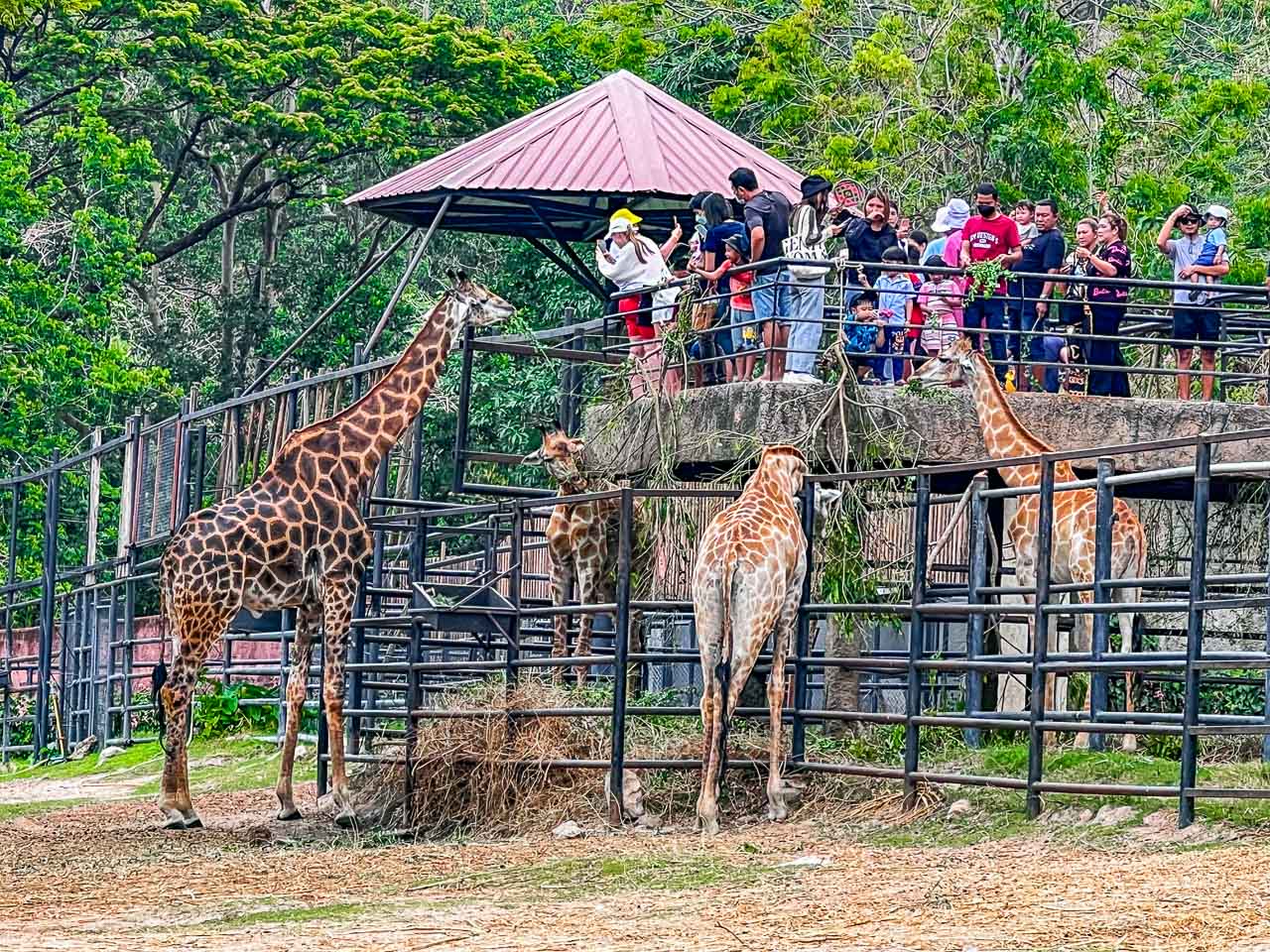 泰國親子景點,泰國野生動物園,芭達雅景點,芭達雅野生動物園,芭達雅景點綠山動物園,綠山野生動物園,泰國動物園