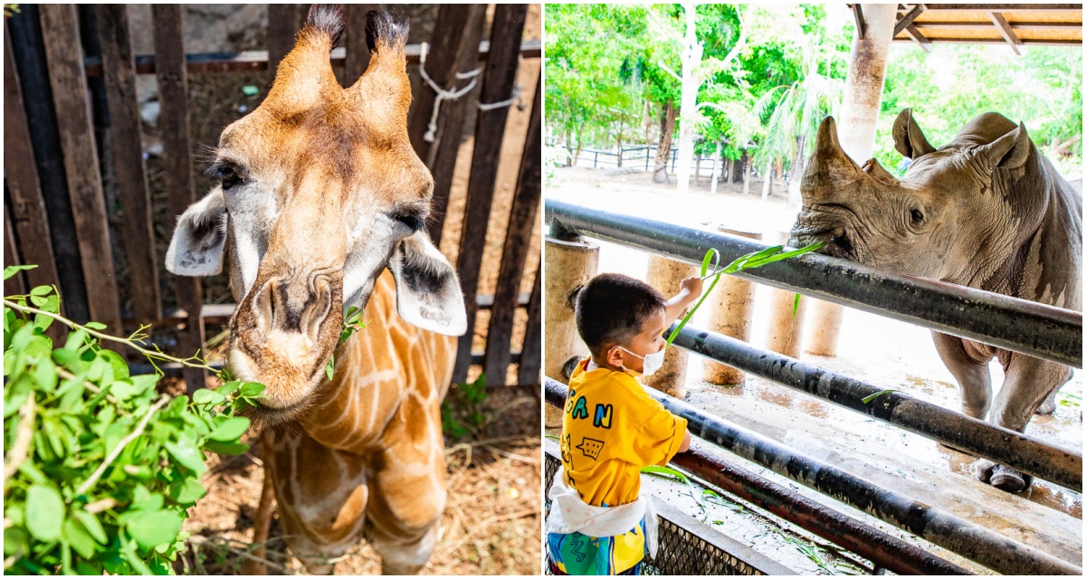 泰國親子景點,泰國野生動物園,芭達雅景點,芭達雅野生動物園,芭達雅景點綠山動物園,綠山野生動物園,泰國動物園 @大手牽小手。玩樂趣