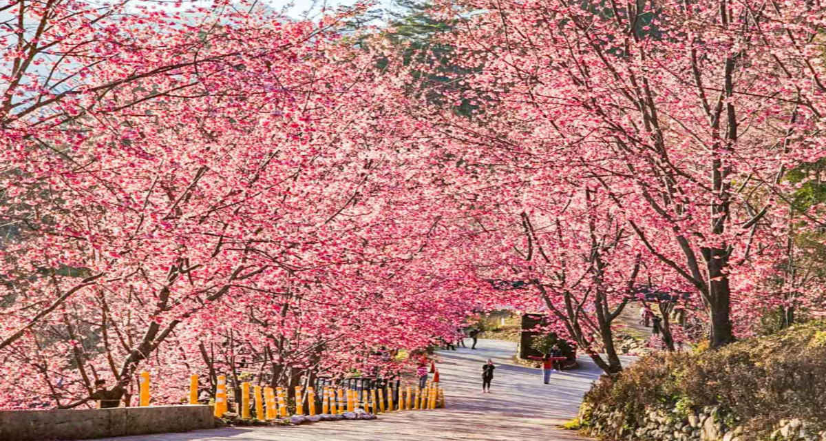 網站近期文章：一片粉紅花海！上帝的部落櫻花季開跑