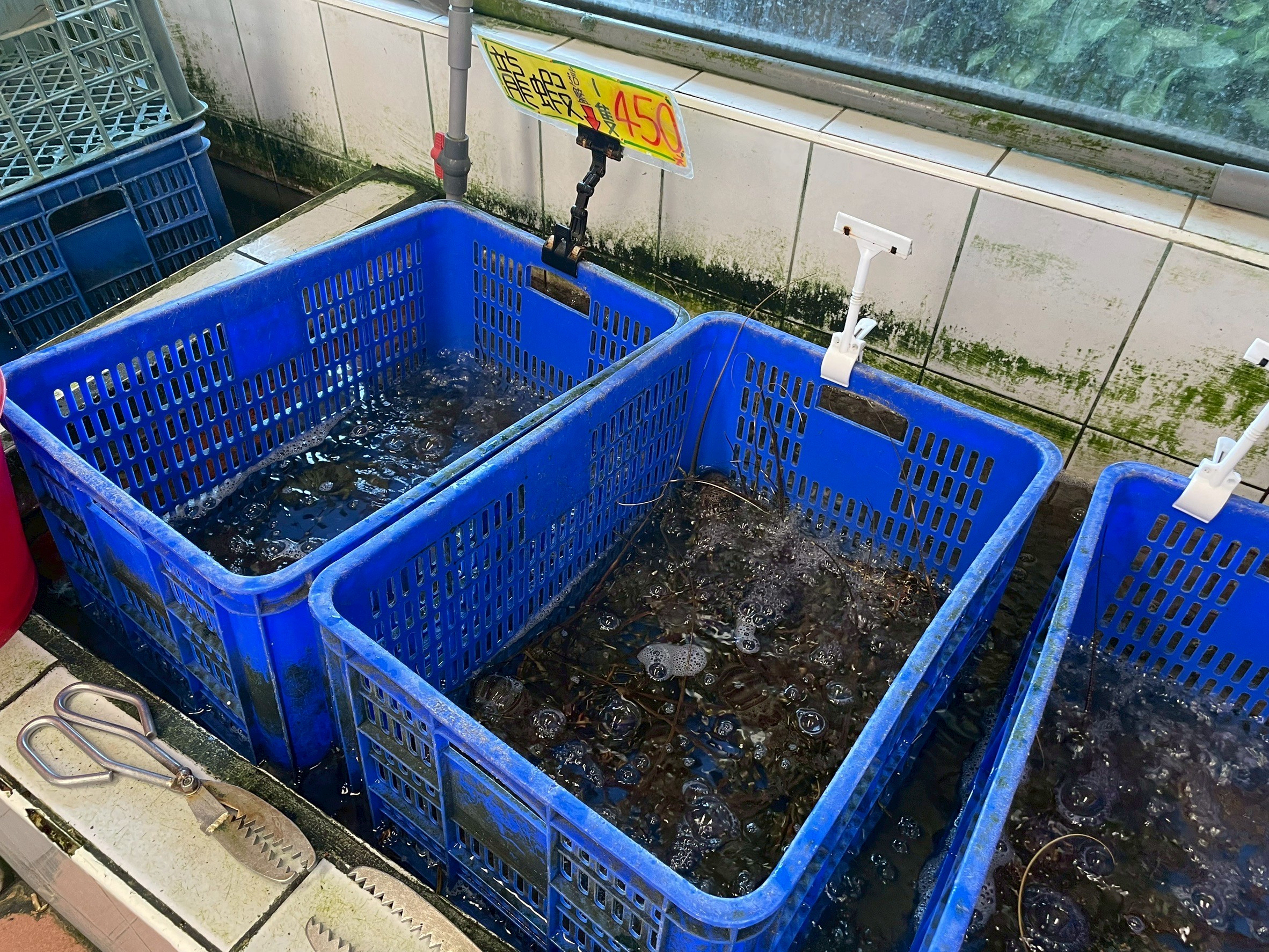 花蓮美食,055龍蝦海鮮餐廳