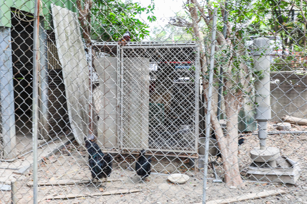 高雄美食,高雄土雞城,綠野山莊花園餐廳