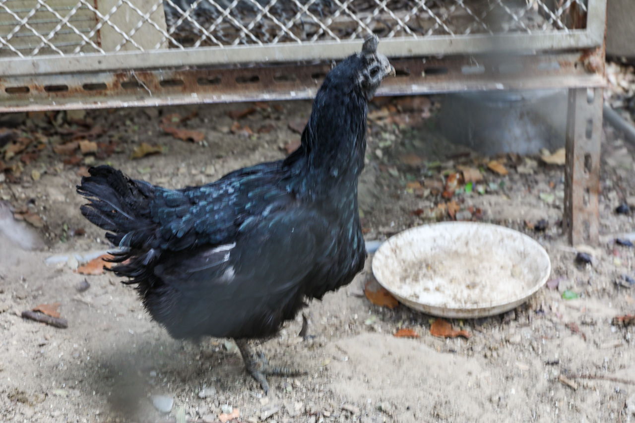 高雄美食,高雄土雞城,綠野山莊花園餐廳