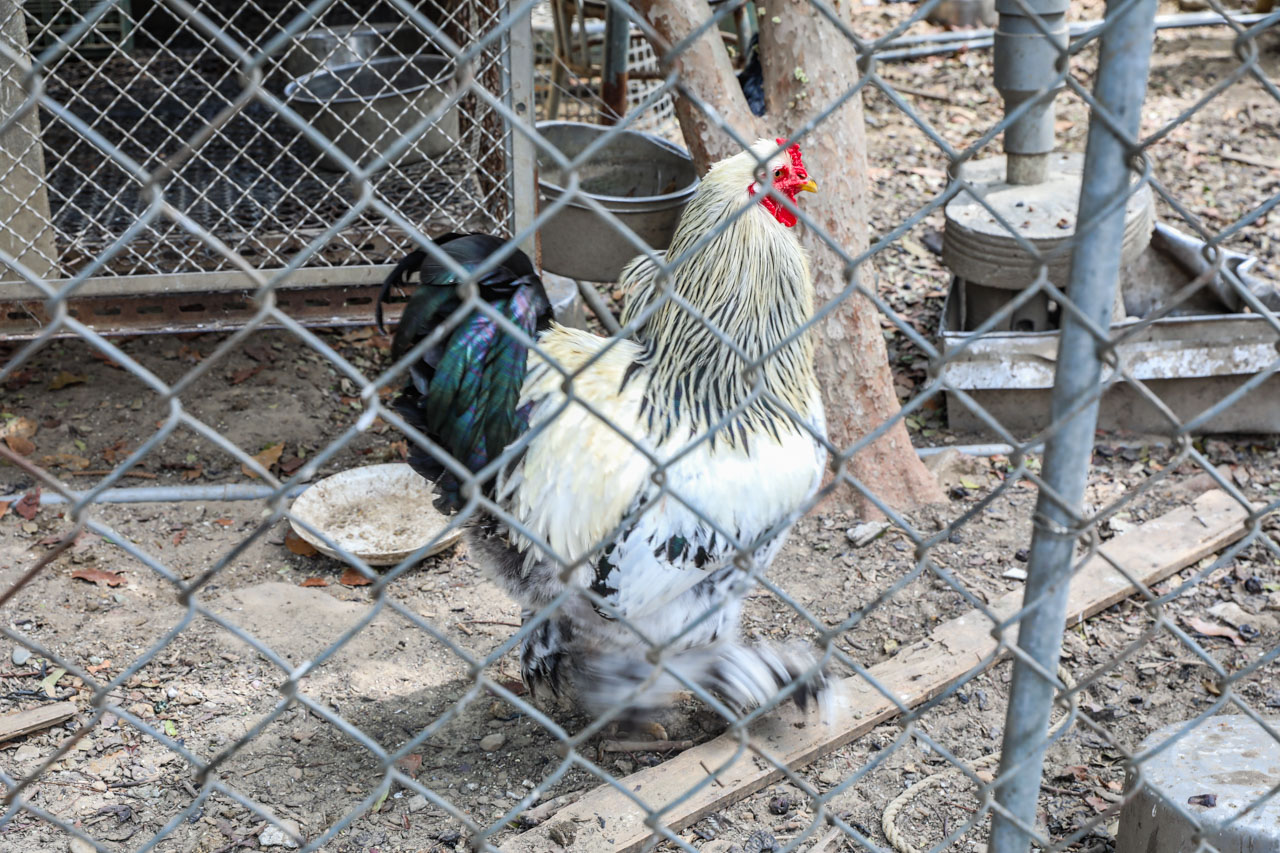 高雄美食,高雄土雞城,綠野山莊花園餐廳