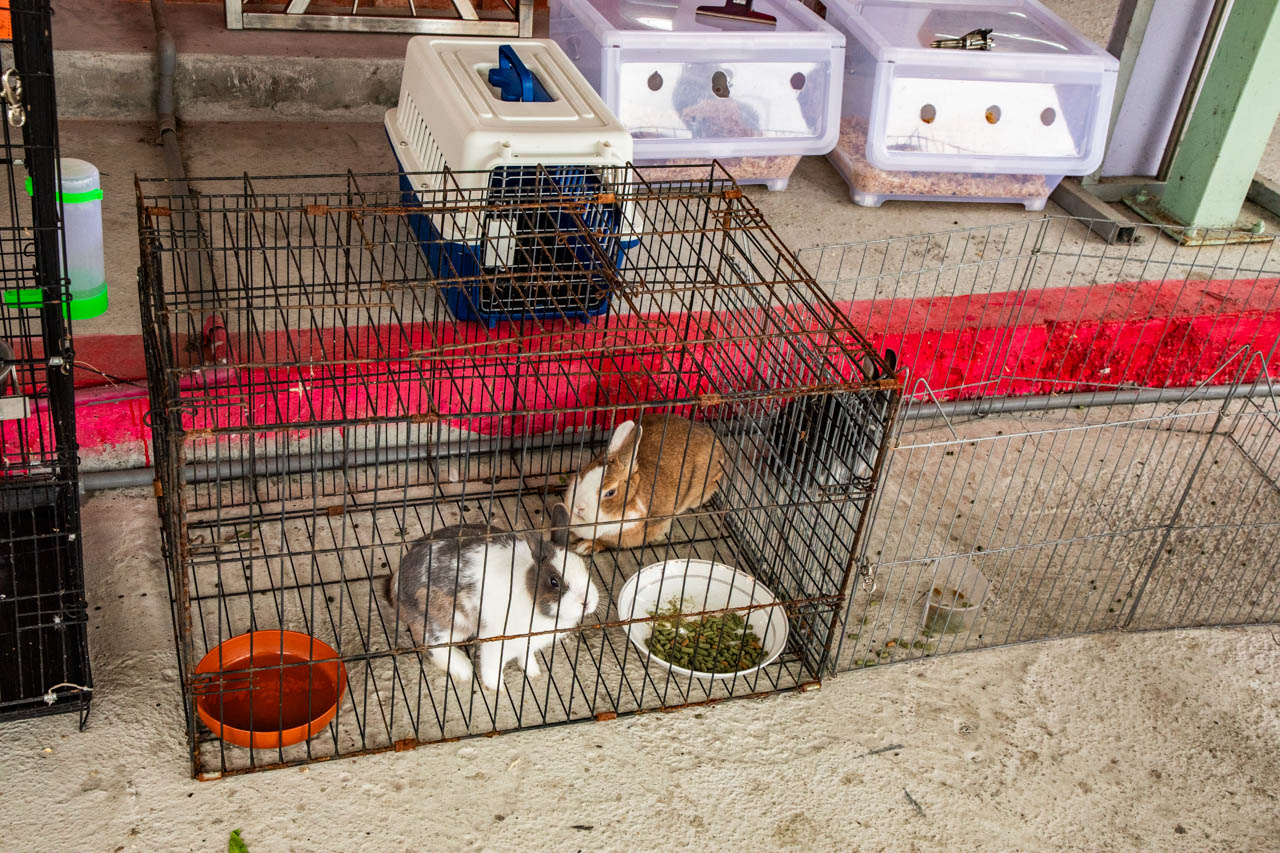 宜蘭景點,宜蘭冰棒土地公,宜蘭親子景點