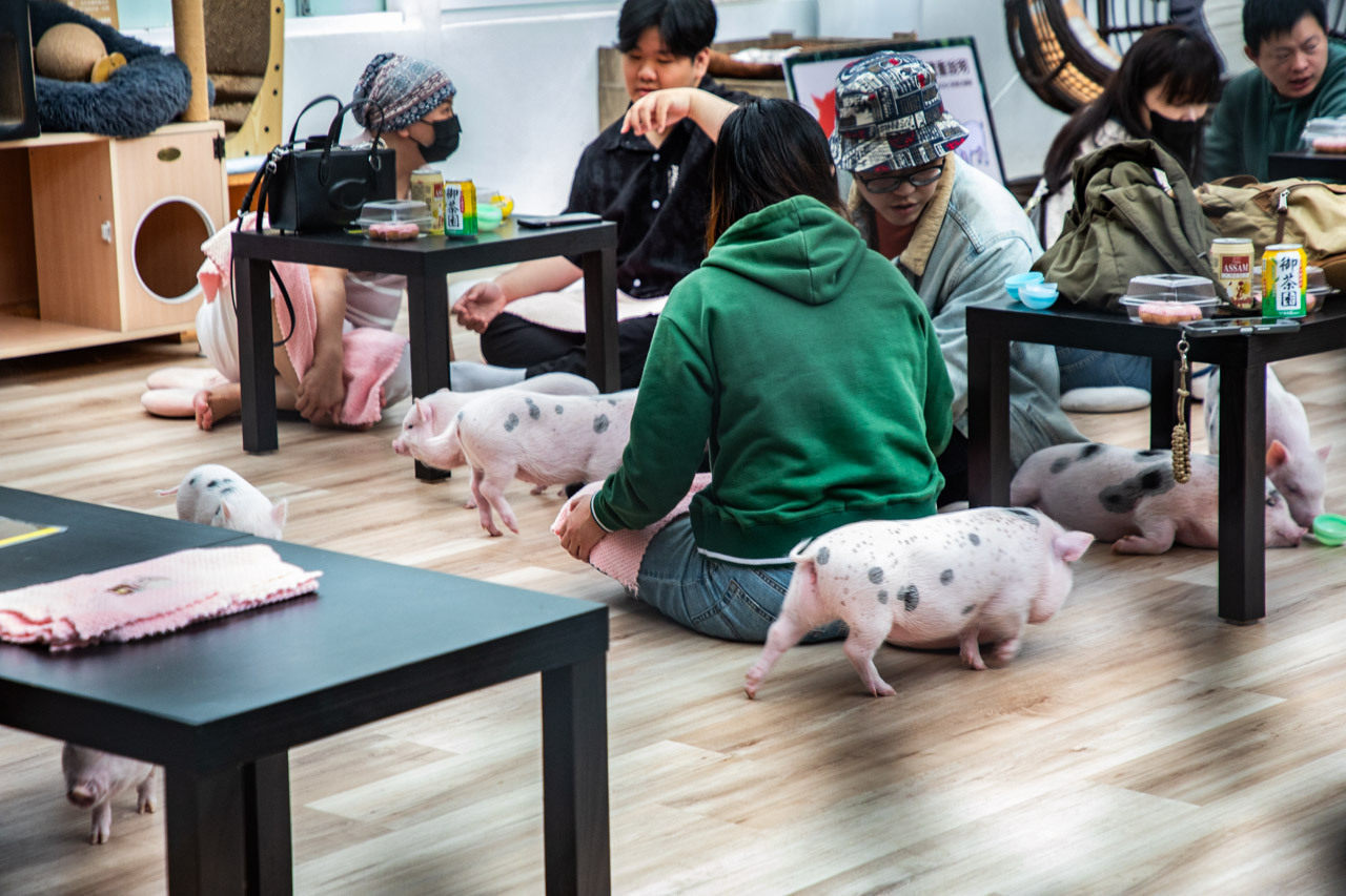 宜蘭動物農場、宜蘭景點、蘭陽動植物王國