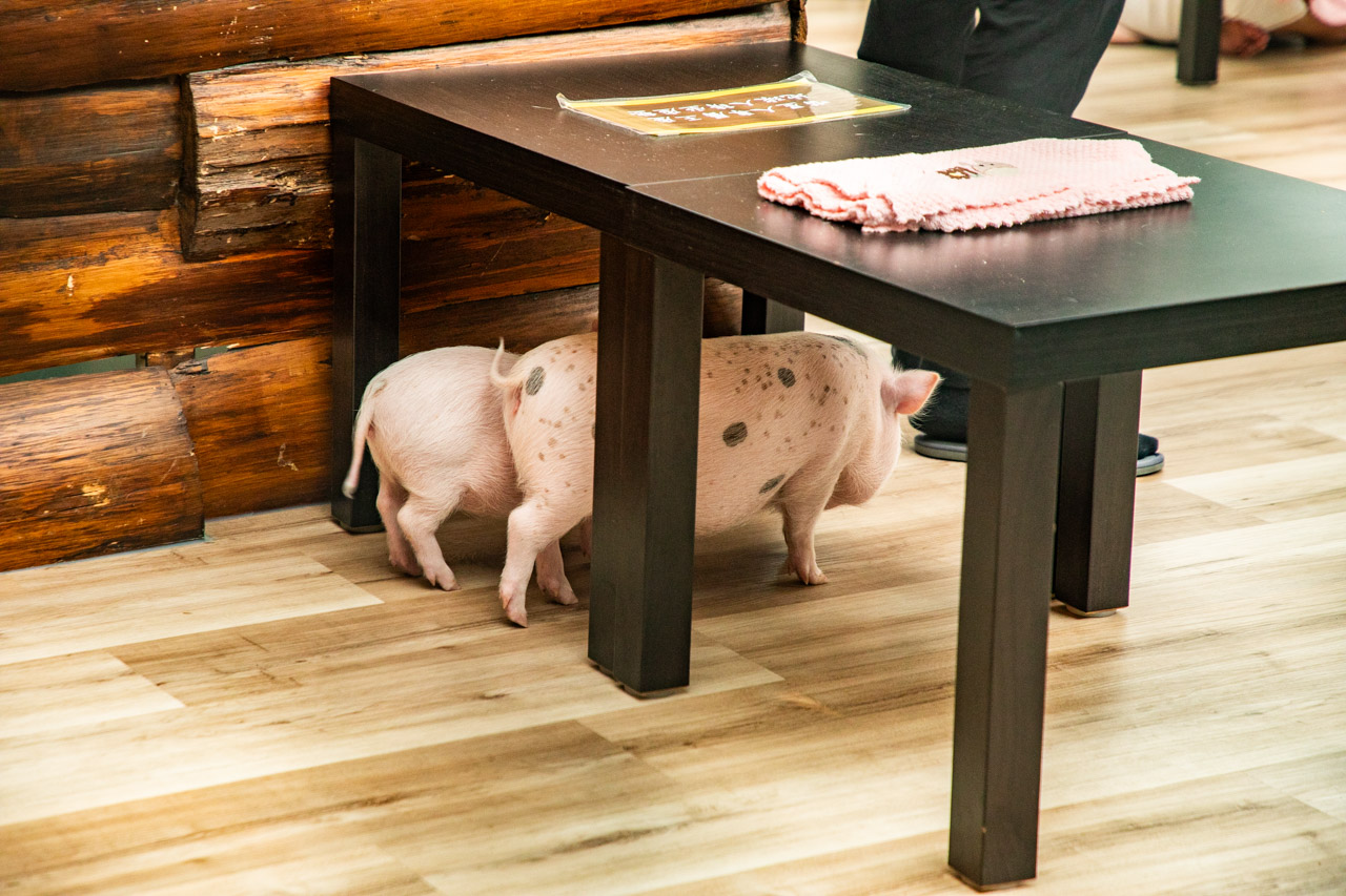 宜蘭動物農場、宜蘭景點、蘭陽動植物王國