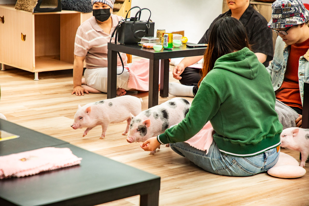 宜蘭動物農場、宜蘭景點、蘭陽動植物王國