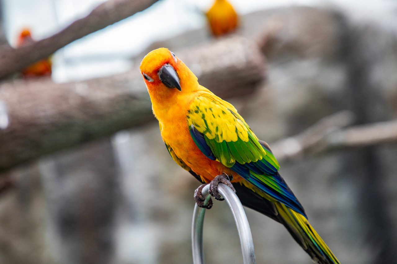 宜蘭動物農場、宜蘭景點、蘭陽動植物王國
