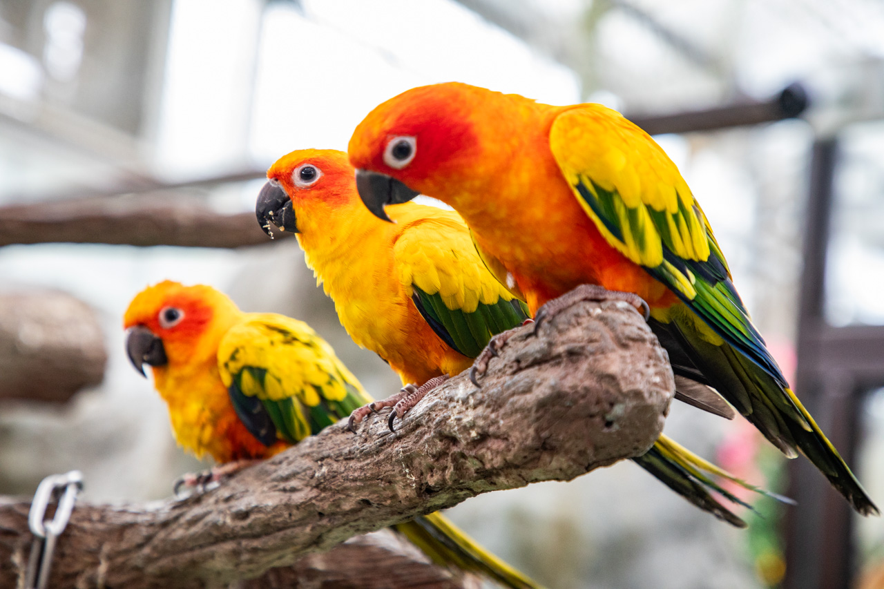 宜蘭動物農場、宜蘭景點、蘭陽動植物王國