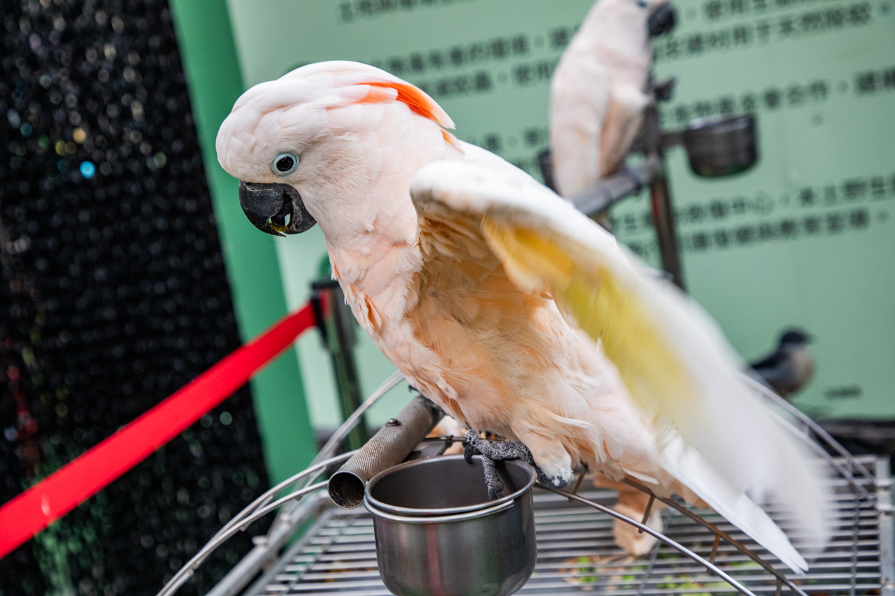 宜蘭動物農場、宜蘭景點、蘭陽動植物王國