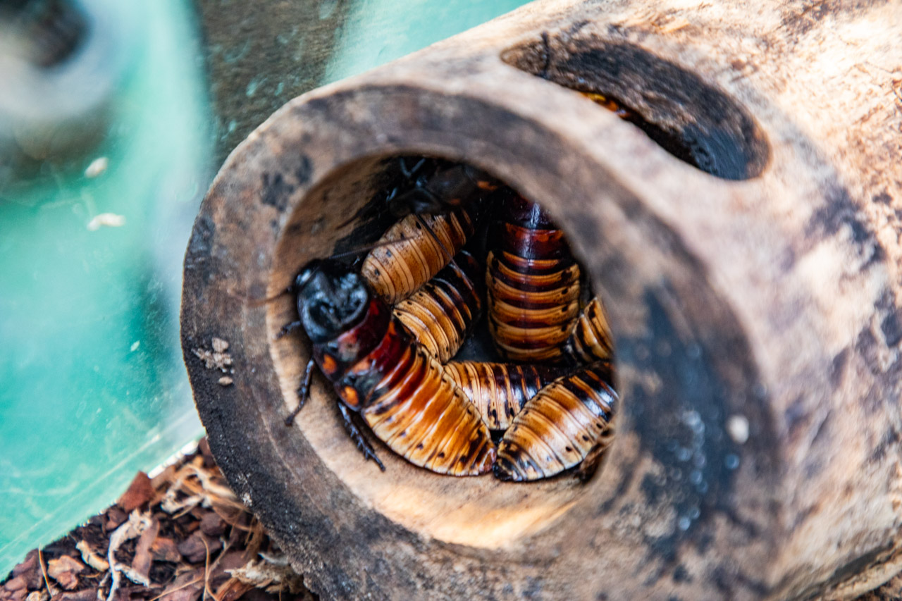 宜蘭動物農場、宜蘭景點、蘭陽動植物王國