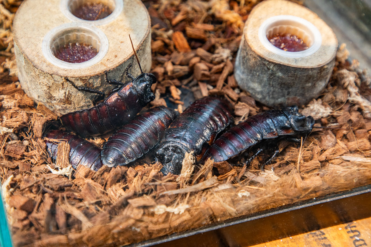 宜蘭動物農場、宜蘭景點、蘭陽動植物王國