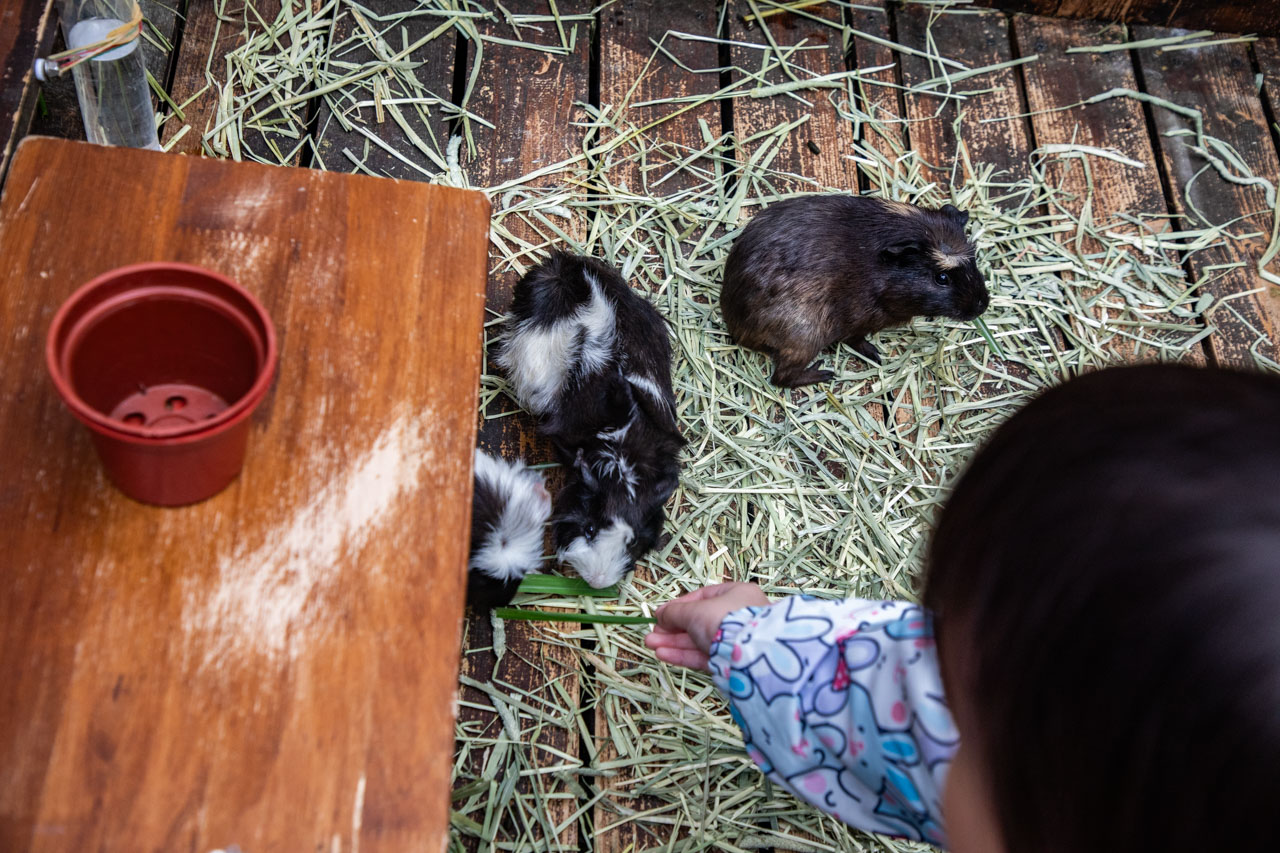 宜蘭動物農場、宜蘭景點、蘭陽動植物王國