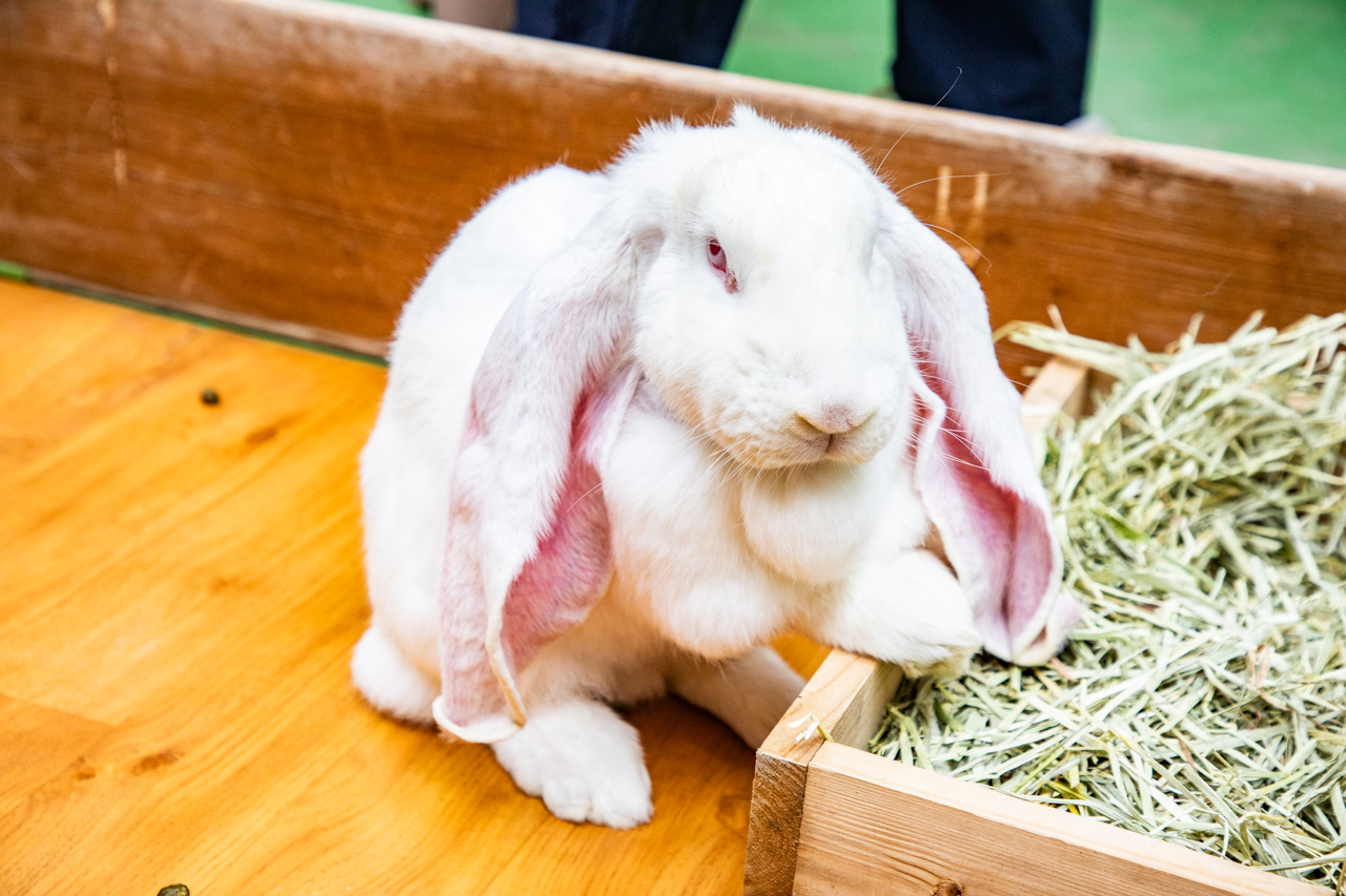 宜蘭動物農場、宜蘭景點、蘭陽動植物王國