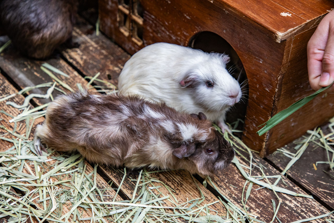 宜蘭動物農場、宜蘭景點、蘭陽動植物王國