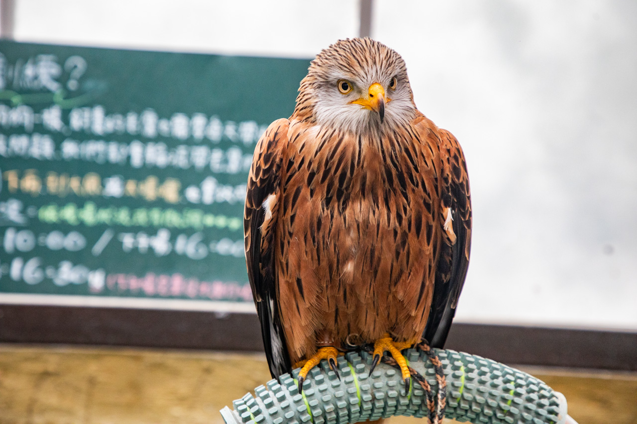 宜蘭動物農場、宜蘭景點、蘭陽動植物王國
