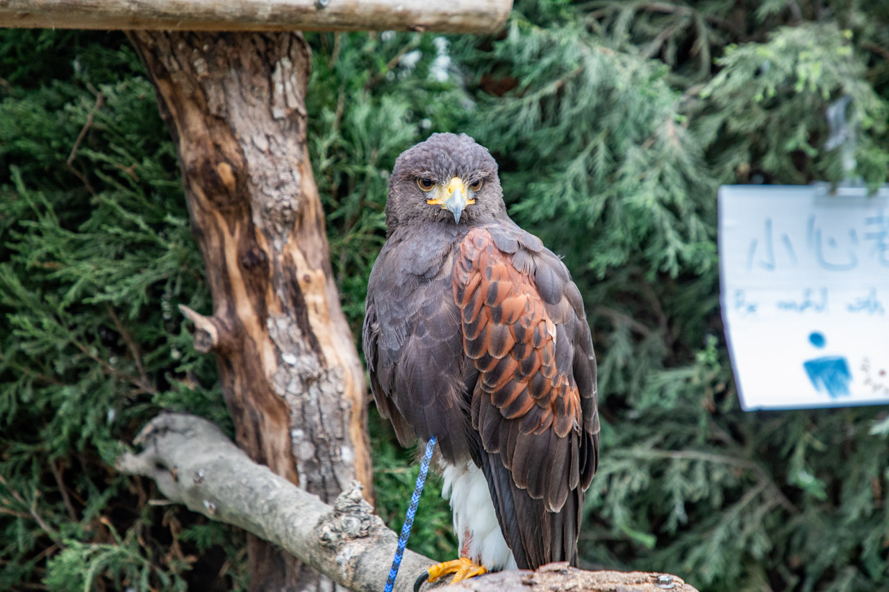宜蘭動物農場、宜蘭景點、蘭陽動植物王國