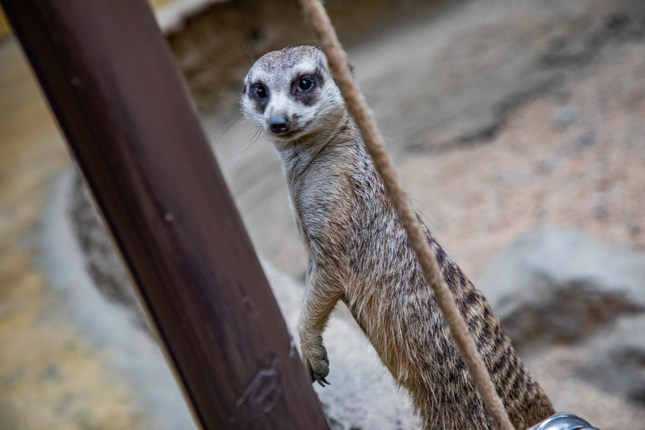 宜蘭動物農場、宜蘭景點、蘭陽動植物王國