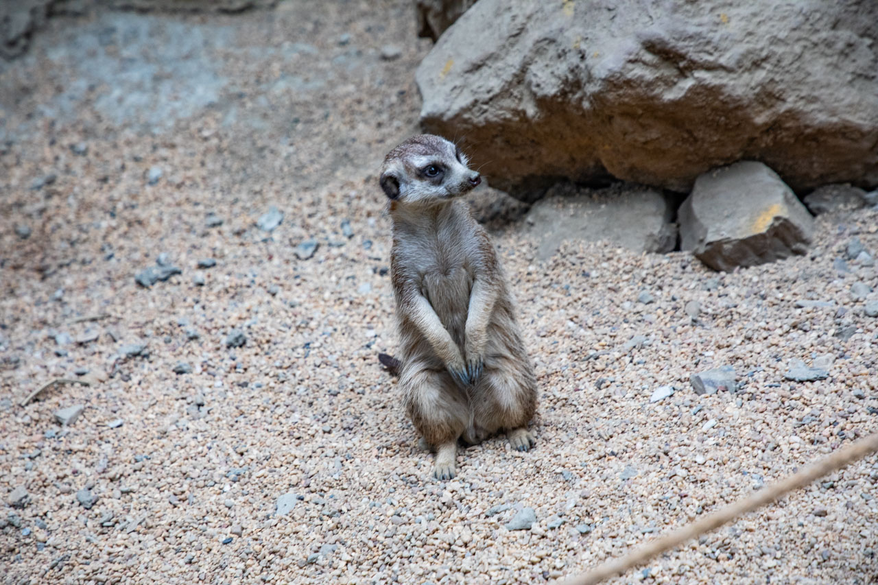 宜蘭動物農場、宜蘭景點、蘭陽動植物王國