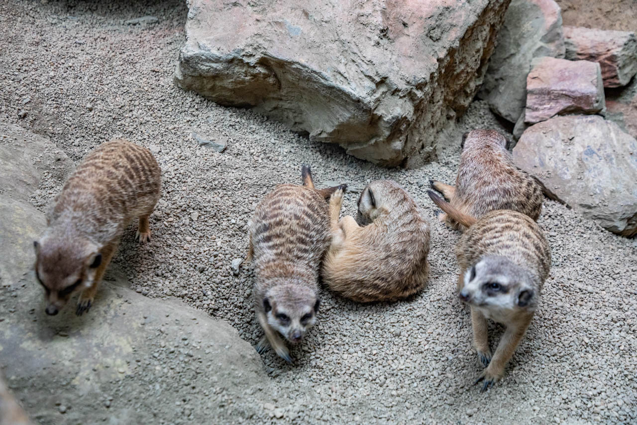 宜蘭動物農場、宜蘭景點、蘭陽動植物王國