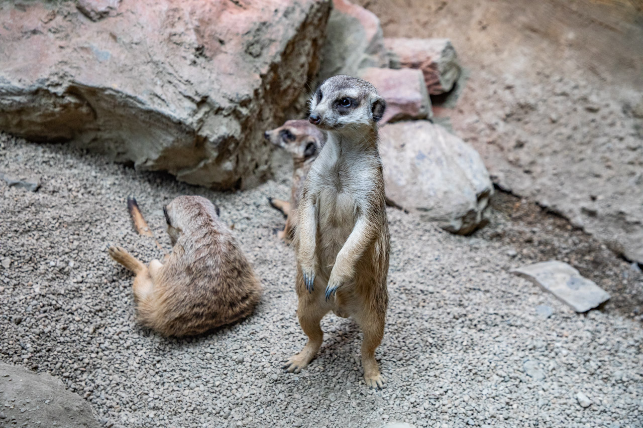 宜蘭動物農場、宜蘭景點、蘭陽動植物王國