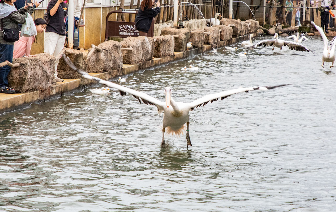 宜蘭動物農場、宜蘭景點、蘭陽動植物王國