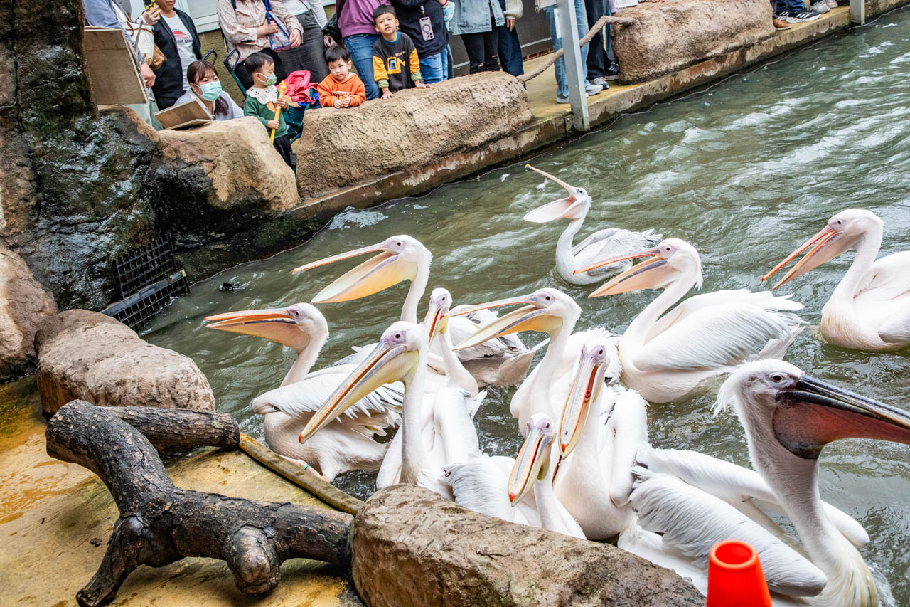 宜蘭動物農場、宜蘭景點、蘭陽動植物王國