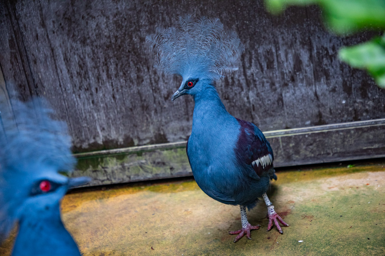 宜蘭動物農場、宜蘭景點、蘭陽動植物王國