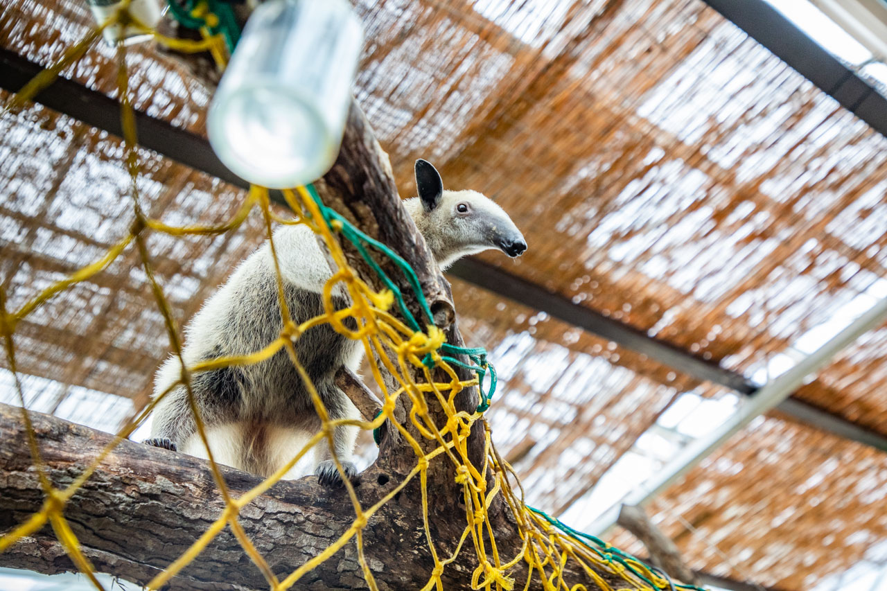 宜蘭動物農場、宜蘭景點、蘭陽動植物王國