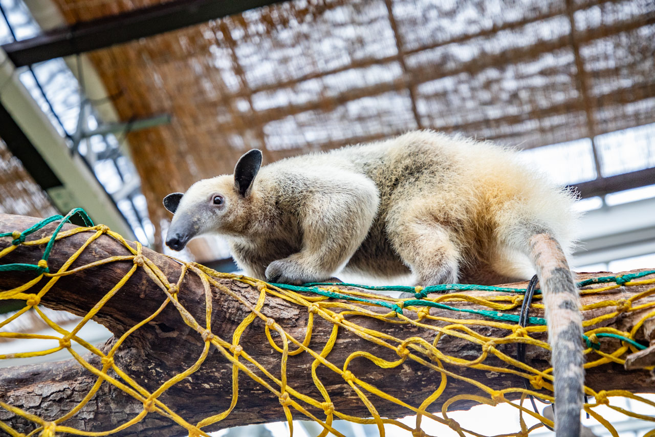 宜蘭動物農場、宜蘭景點、蘭陽動植物王國