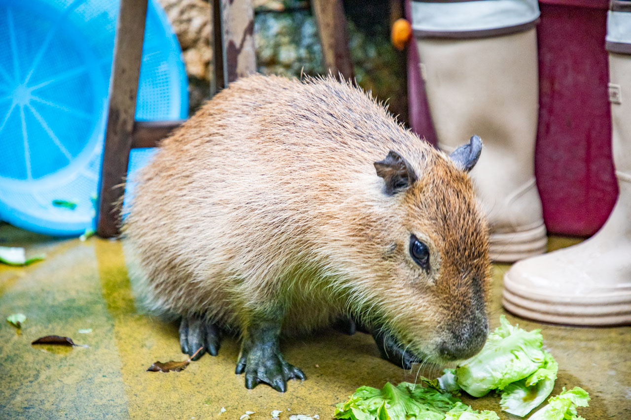 宜蘭動物農場、宜蘭景點、蘭陽動植物王國
