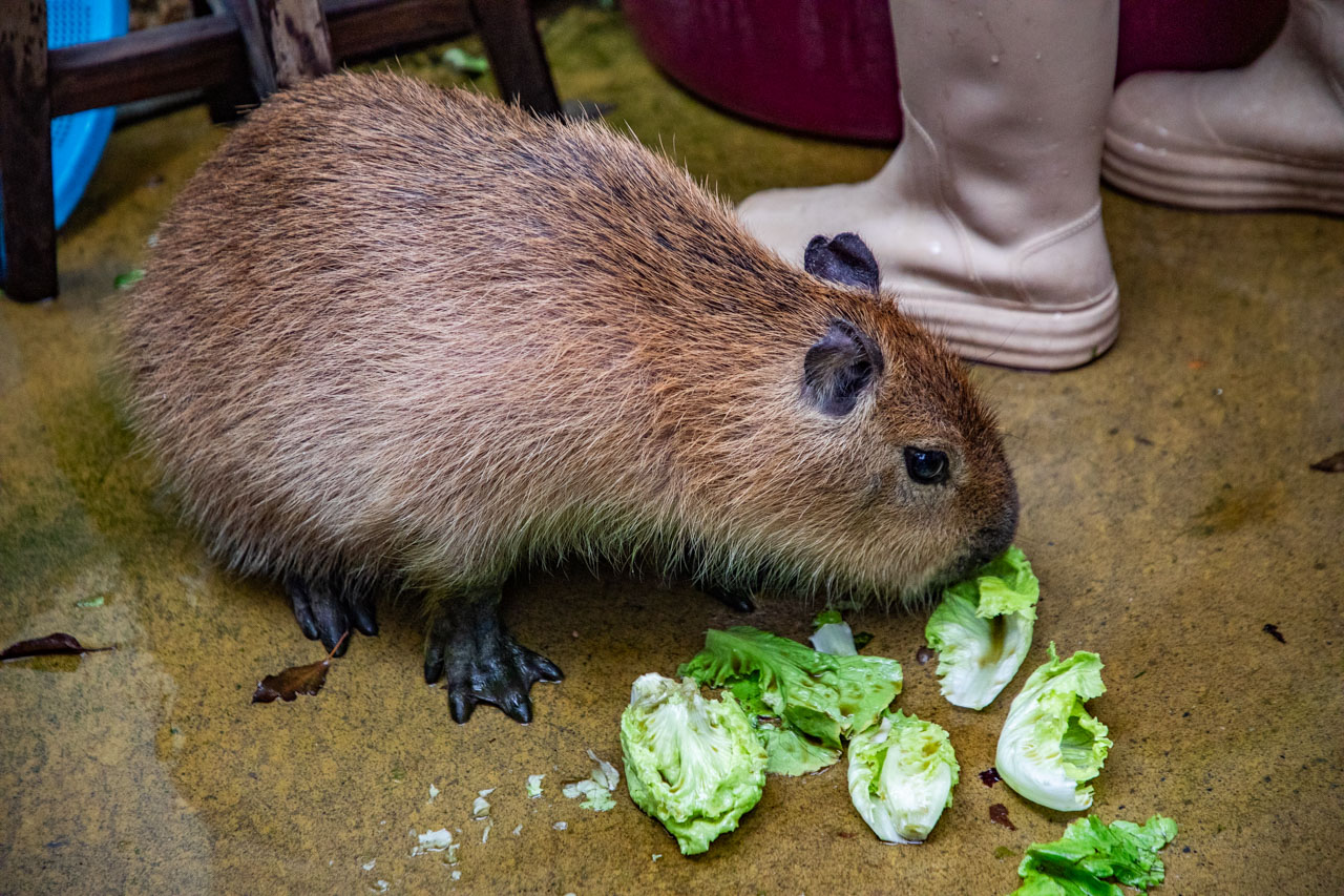 宜蘭動物農場、宜蘭景點、蘭陽動植物王國