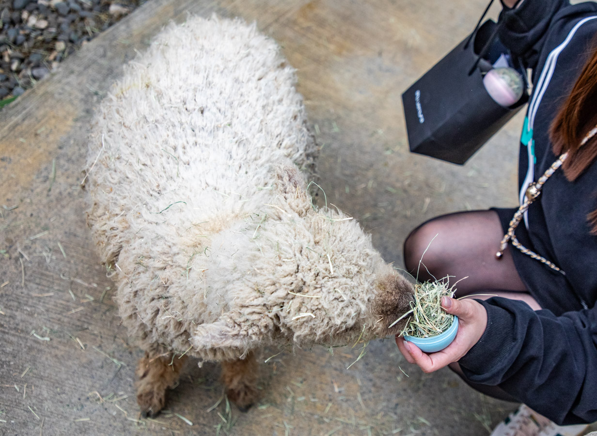 宜蘭動物農場、宜蘭景點、蘭陽動植物王國