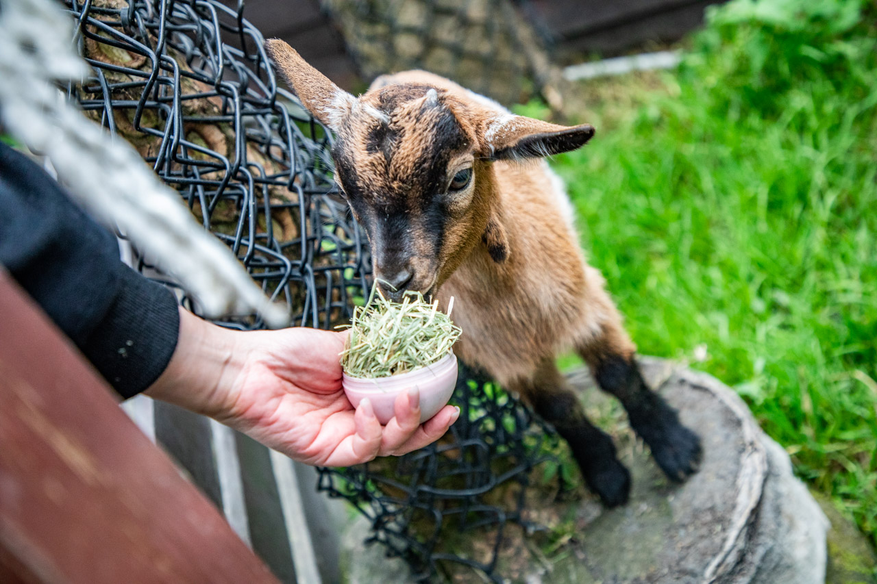 宜蘭動物農場、宜蘭景點、蘭陽動植物王國