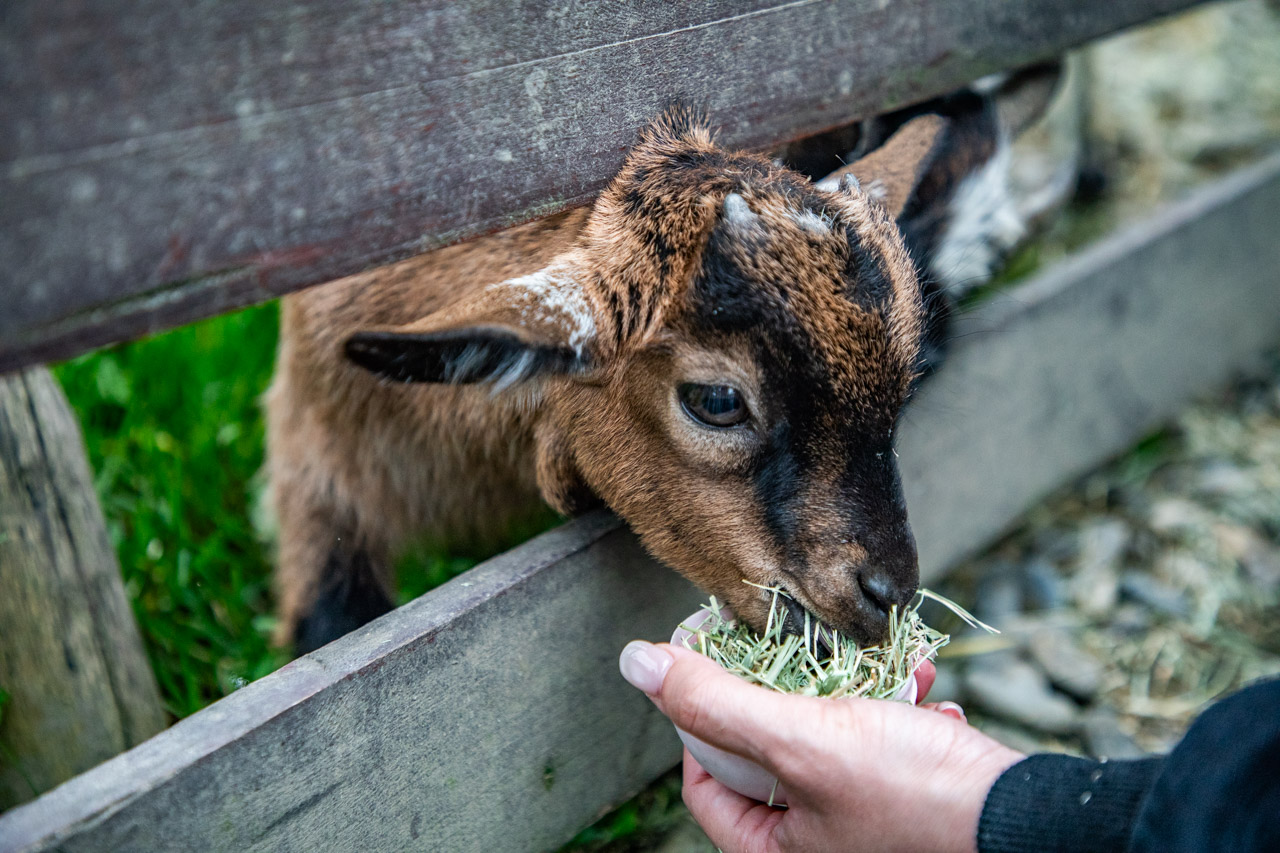 宜蘭動物農場、宜蘭景點、蘭陽動植物王國