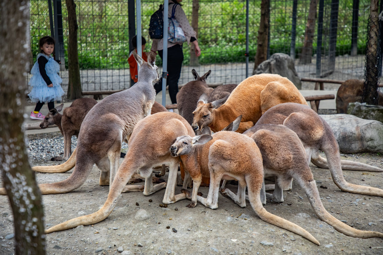 宜蘭動物農場、宜蘭景點、蘭陽動植物王國