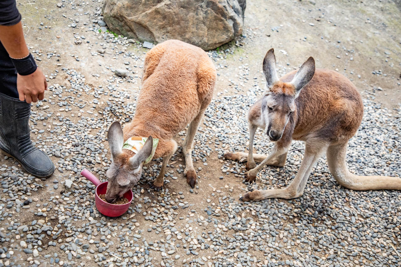 宜蘭動物農場、宜蘭景點、蘭陽動植物王國