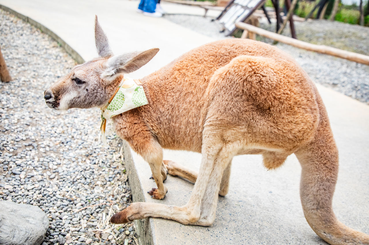 宜蘭動物農場、宜蘭景點、蘭陽動植物王國