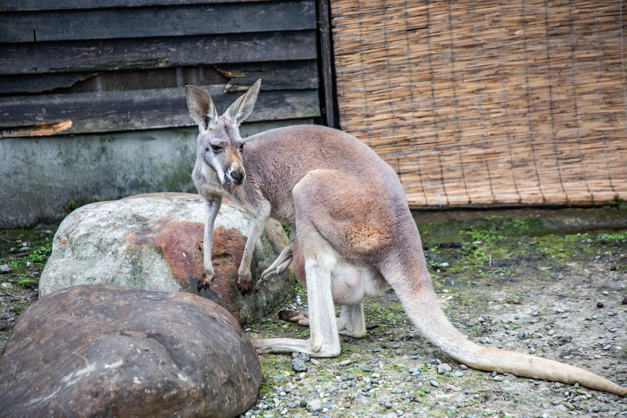 宜蘭動物農場、宜蘭景點、蘭陽動植物王國