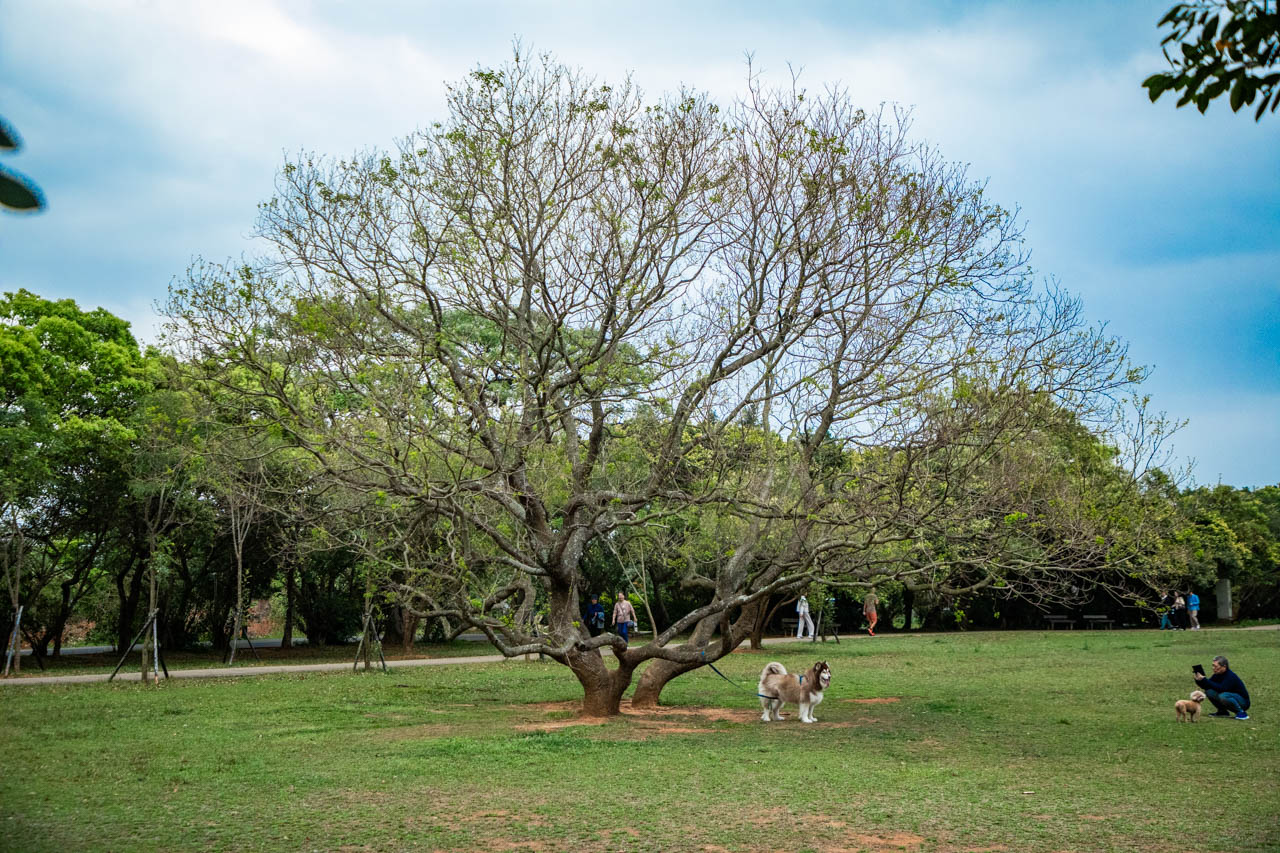 桃園美食,好客食堂,桃園客家菜
