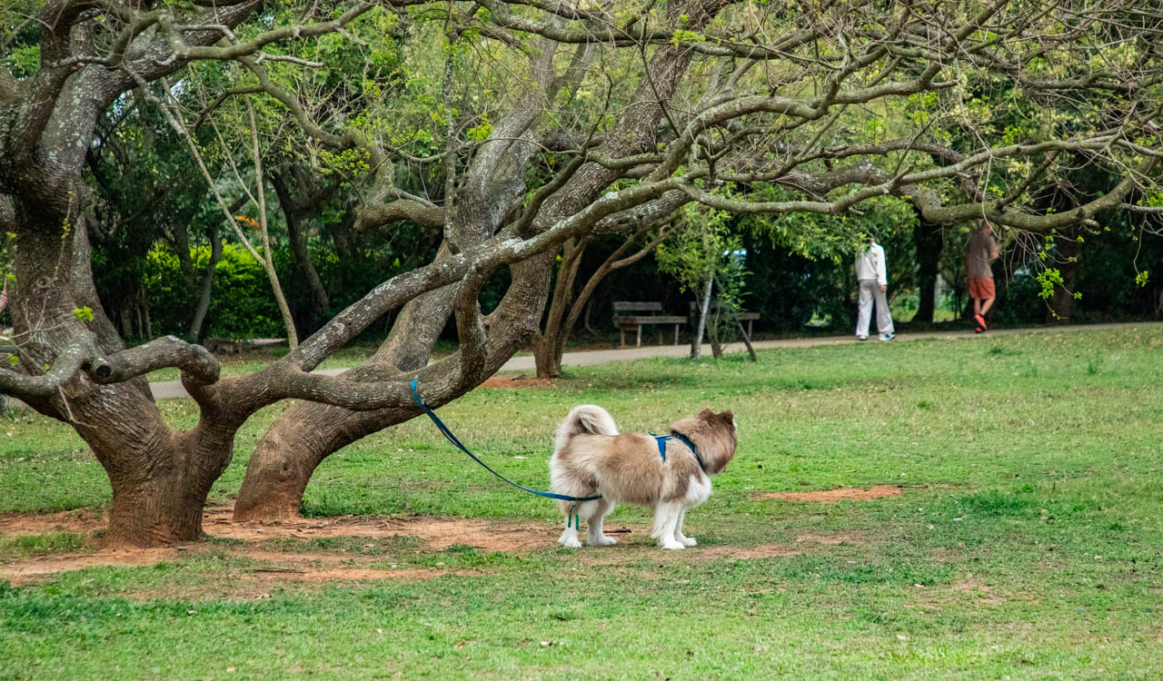 桃園美食,好客食堂,桃園客家菜